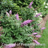 Buddleia Pugster Pinker® -Ship Only