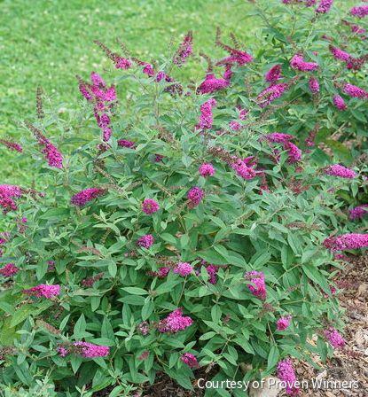 Buddleia Lo and Behold Ruby Chip™ -Ship Only