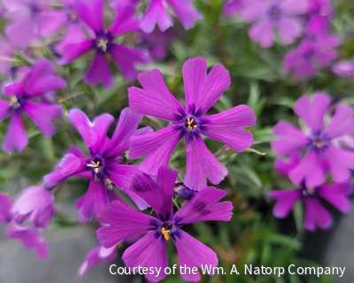 Phlox s. 'Purple Beauty' -Ship Only