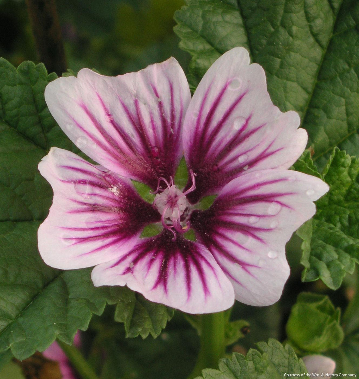 Malva s. 'Zebrina' -Ship Only