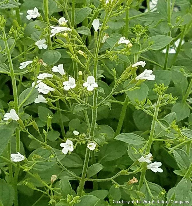 Calamintha n. 'White Cloud' -Ship Only