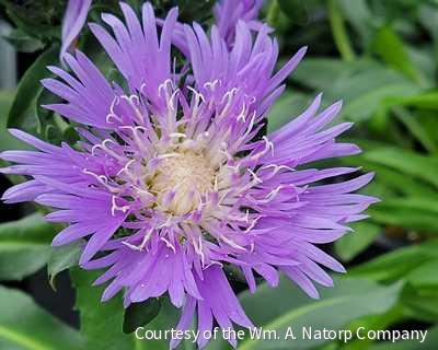Stokesia l. 'Blue Danube' -Ship Only