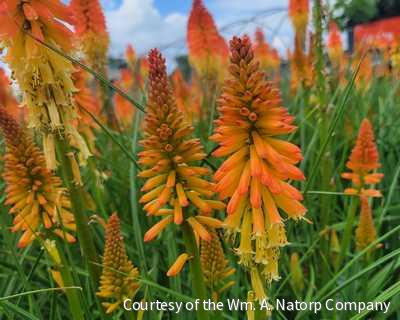 Kniphofia Pyromania® 'Backdraft' -Ship Only