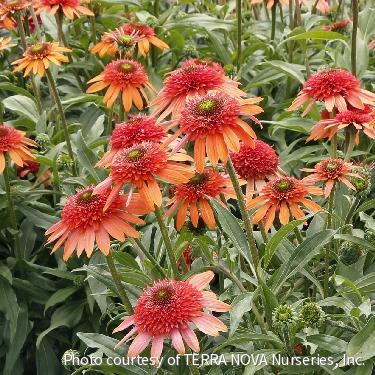 Echinacea CARA MIA™ 'Coral' -Ship Only