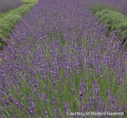 Lavandula x i. 'Phenomenal' -Ship Only