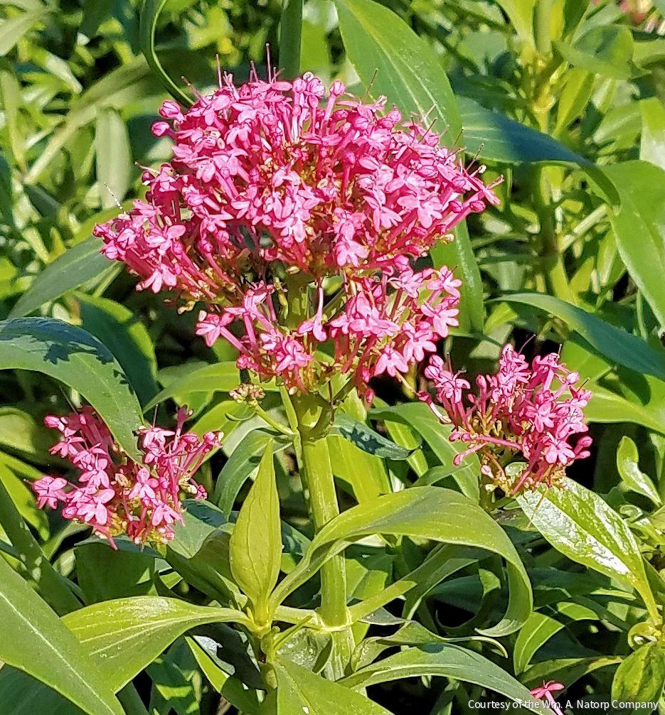 Centranthus ruber 'Coccineus' -Ship Only