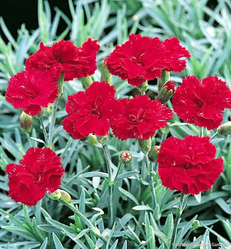 Dianthus 'Frosty Fire' -Ship Only