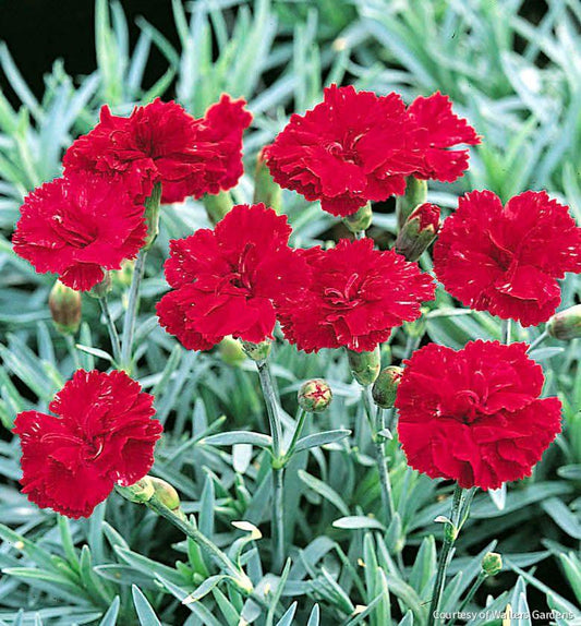 Dianthus 'Frosty Fire' -Ship Only