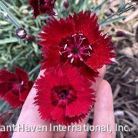 Dianthus Star Single™ Fire Star Improved -Ship Only