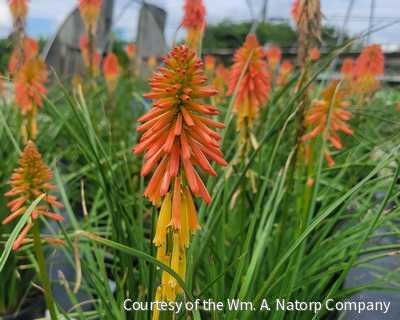 Kniphofia 'Papaya Popsicle' -Ship Only