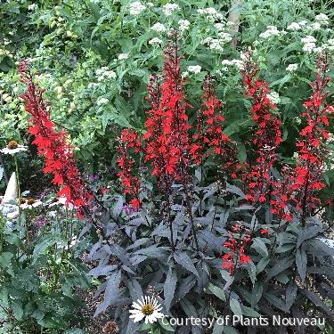 Lobelia 'Black Truffle' -Ship Only