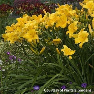 Hemerocallis 'Buttered Popcorn' -Ship Only