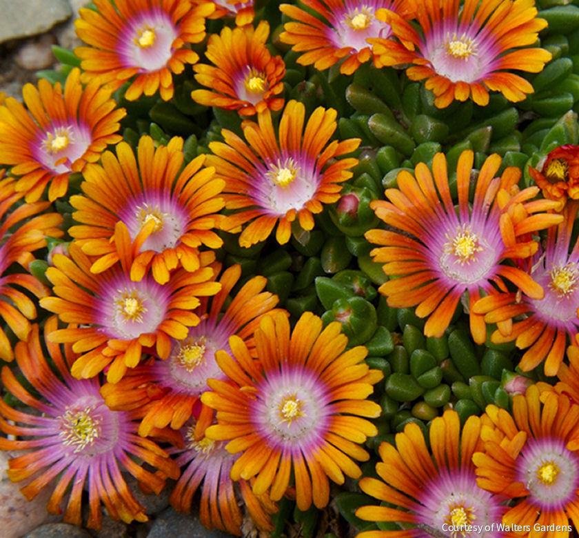 Delosperma 'Fire Spinner' -Ship Only
