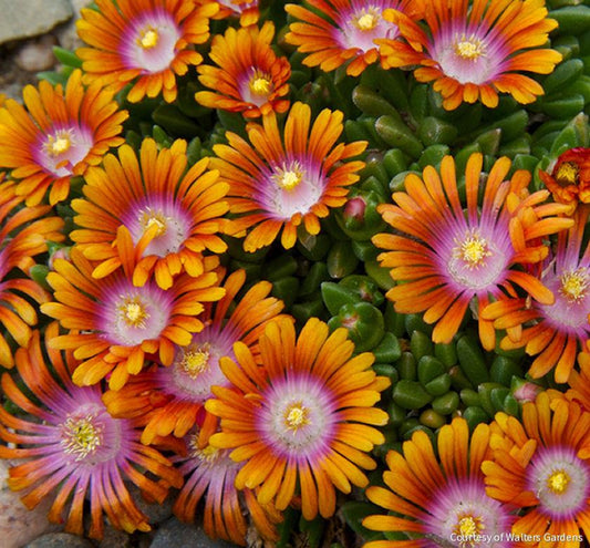 Delosperma 'Fire Spinner' -Ship Only