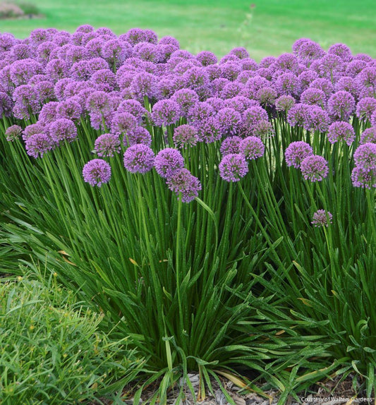 Allium 'Millenium' -Ship Only