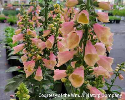 Digitalis 'Arctic Fox Rose' -Ship Only