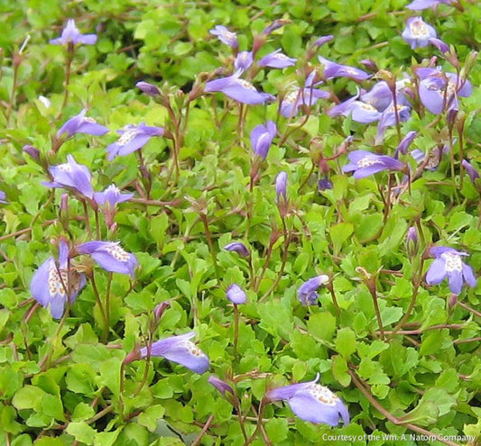 Mazus reptans -Ship Only