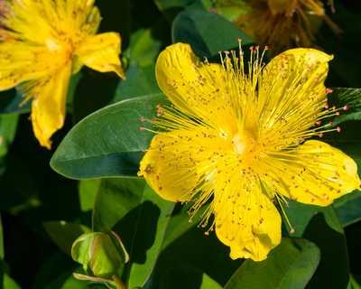 Hypericum calycinum -Ship Only