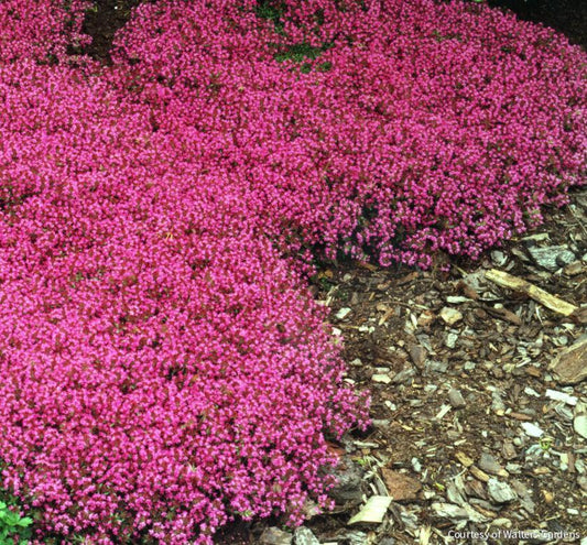 Thymus s. 'Coccineus' -Ship Only