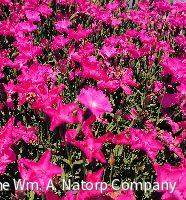 Dianthus Kahori® Pink -Ship Only