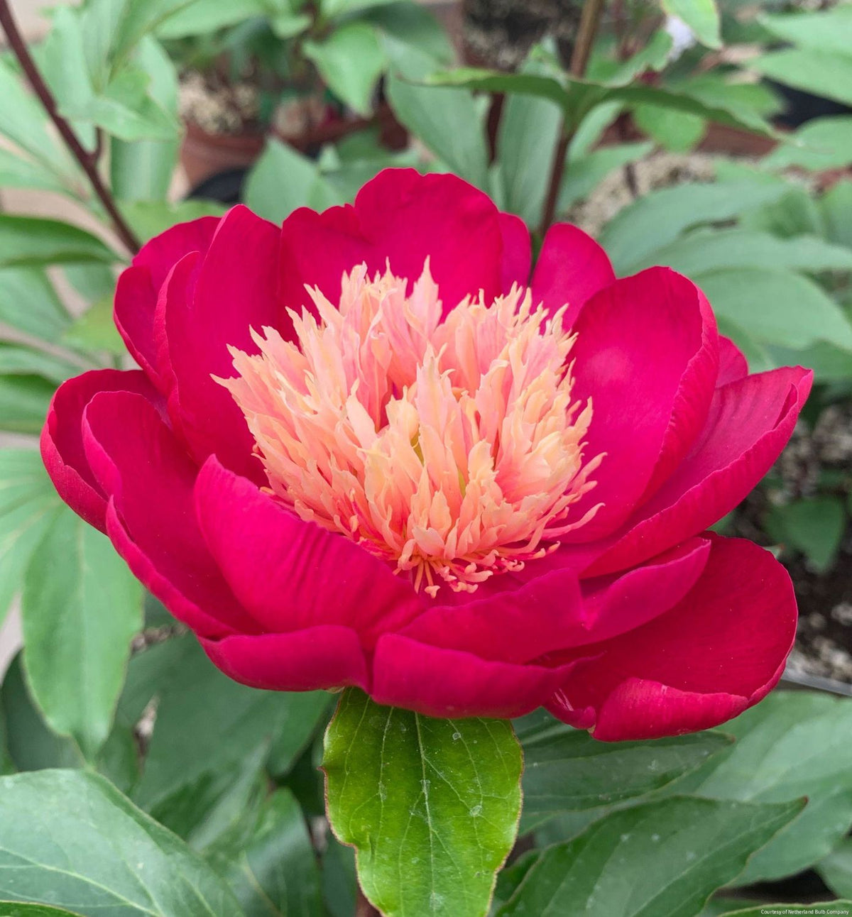 Paeonia 'White Cap' -Ship Only