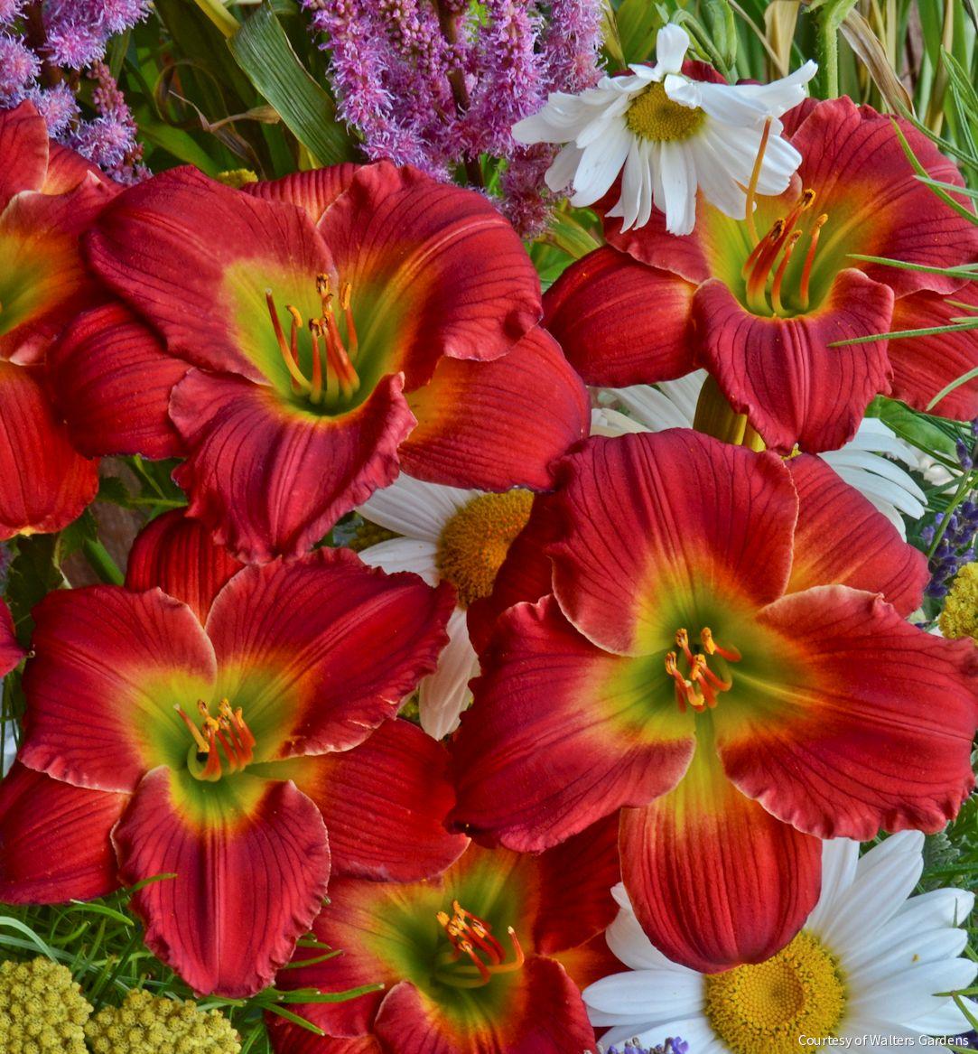 Hemerocallis 'Red Hot Returns' -Ship Only