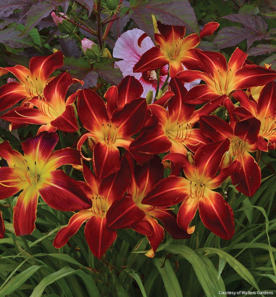 Hemerocallis 'Ruby Spider' -Ship Only