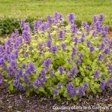 Nepeta 'Chartreuse on the Loose' -Ship Only