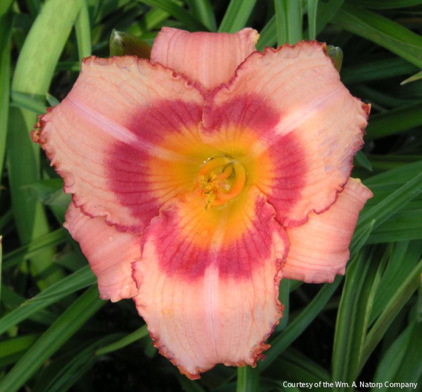 Hemerocallis 'Strawberry Candy' -Ship Only