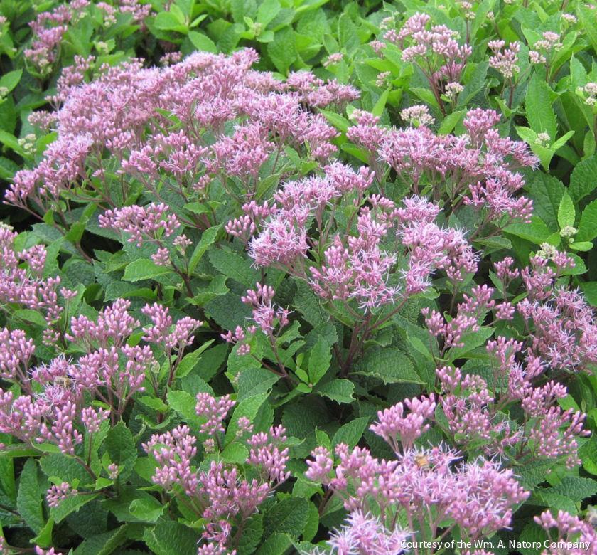 Eupatorium 'Phantom' -Ship Only