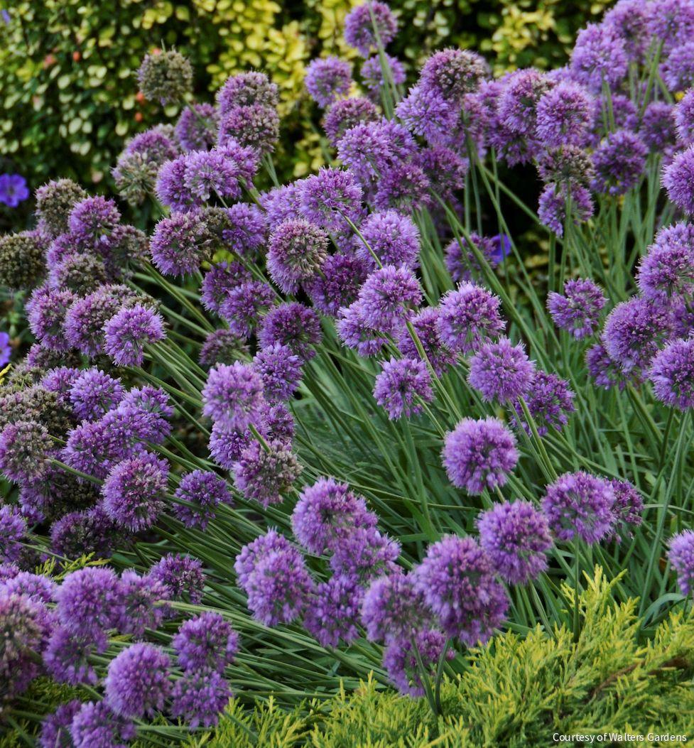 Allium 'Medusa' -Ship Only