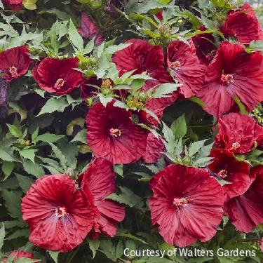 Hibiscus 'Blackberry Merlot' -Ship Only