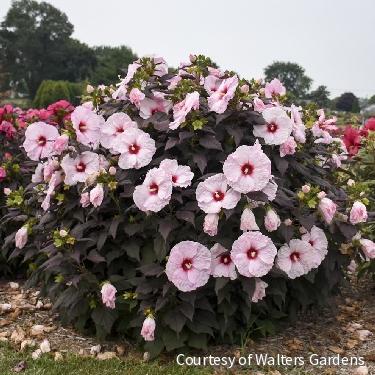 Hibiscus 'Dark Mystery' -Ship Only