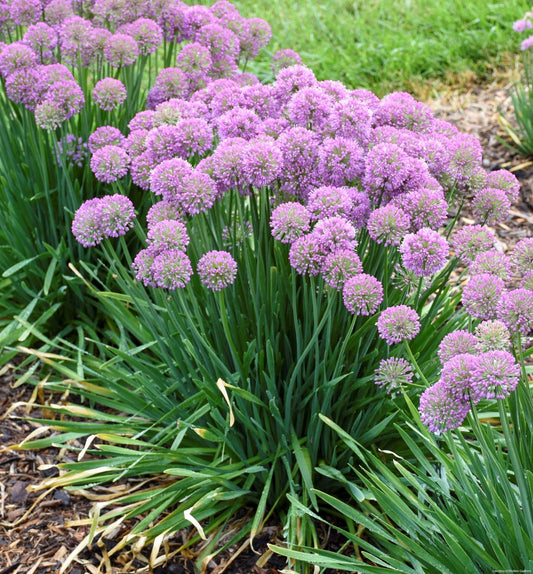 Allium 'Serendipity' -Ship Only