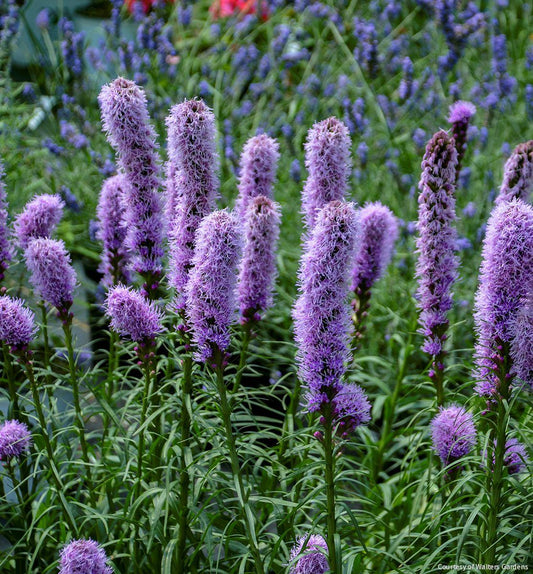 Liatris s. 'Kobold Original' -Ship Only