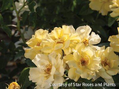 Rosa DR Lemon Drift® -Ship Only