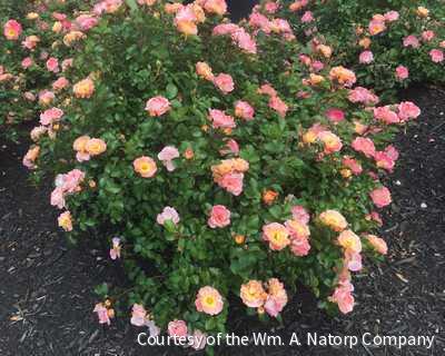 Rosa DR Coral Drift® -Ship Only