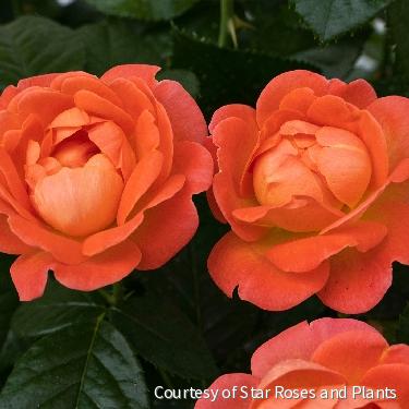 Rosa KO Orange Glow Knock Out® -Ship Only