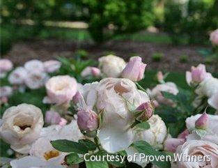 Rosa SH Flavorette™ Pear'd -Ship Only