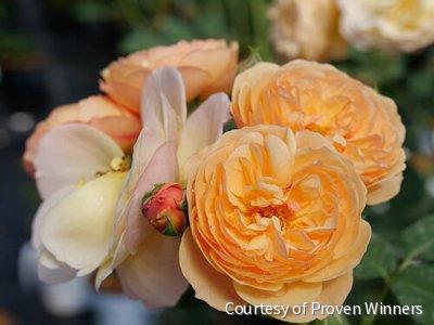 Rosa SH Flavorette™ Honey-Apricot -Ship Only