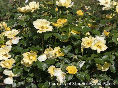 Rosa KO Easy Bee-zy Knock Out® -Ship Only