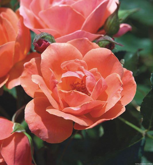 Rosa KO Coral Knock Out® -Ship Only