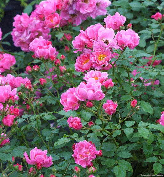 Rosa SH Oso Easy® Double Pink -Ship Only
