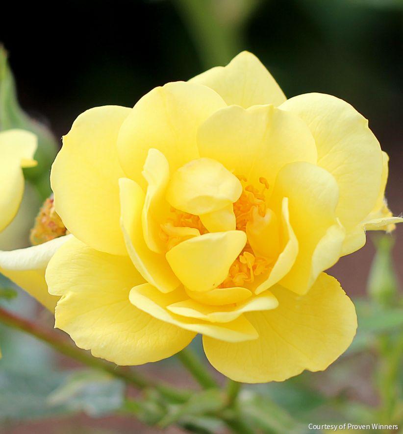Rosa SH Oso Easy® Lemon Zest® -Ship Only