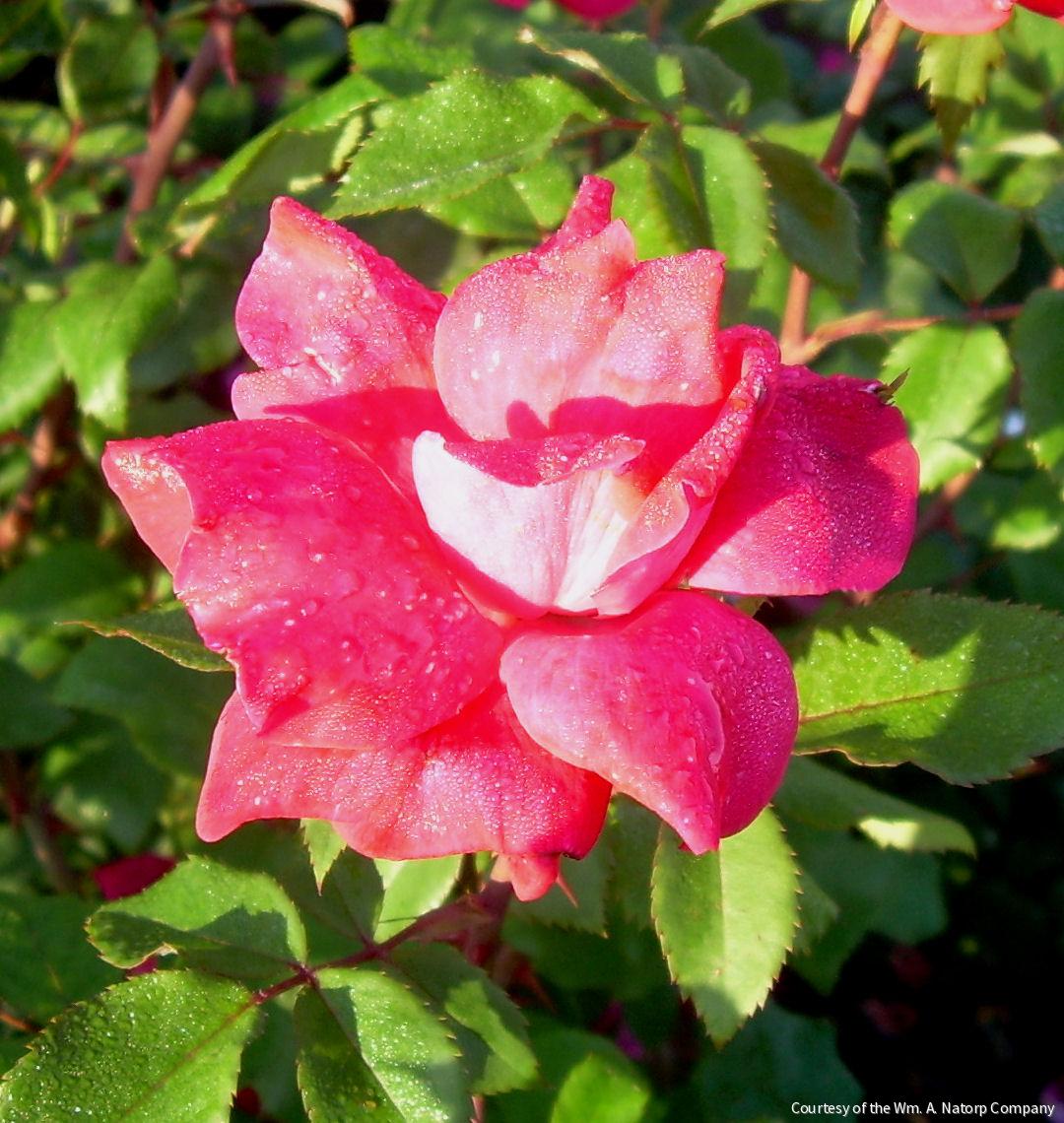 Rosa KO Knock Out® (Original Red) -Ship Only