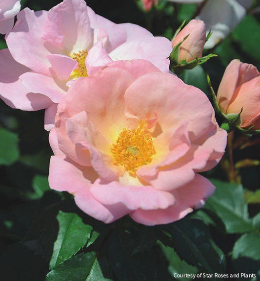 Rosa KO Peachy Knock Out® -Ship Only