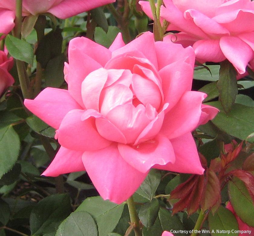 Rosa KO Pink Double Knock Out® -Ship Only
