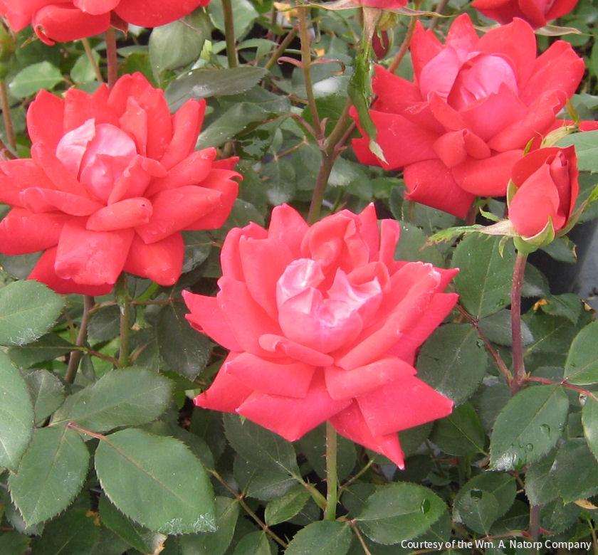 Rosa KO Double Knock Out® (Red) -Ship Only