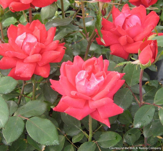 Rosa KO Double Knock Out® (Red) -Ship Only