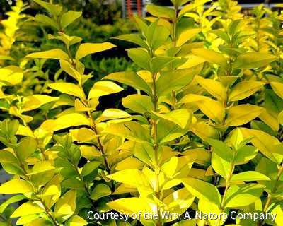 Ligustrum x Golden Ticket® -Ship Only